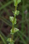 Prairie Venus' looking-glass